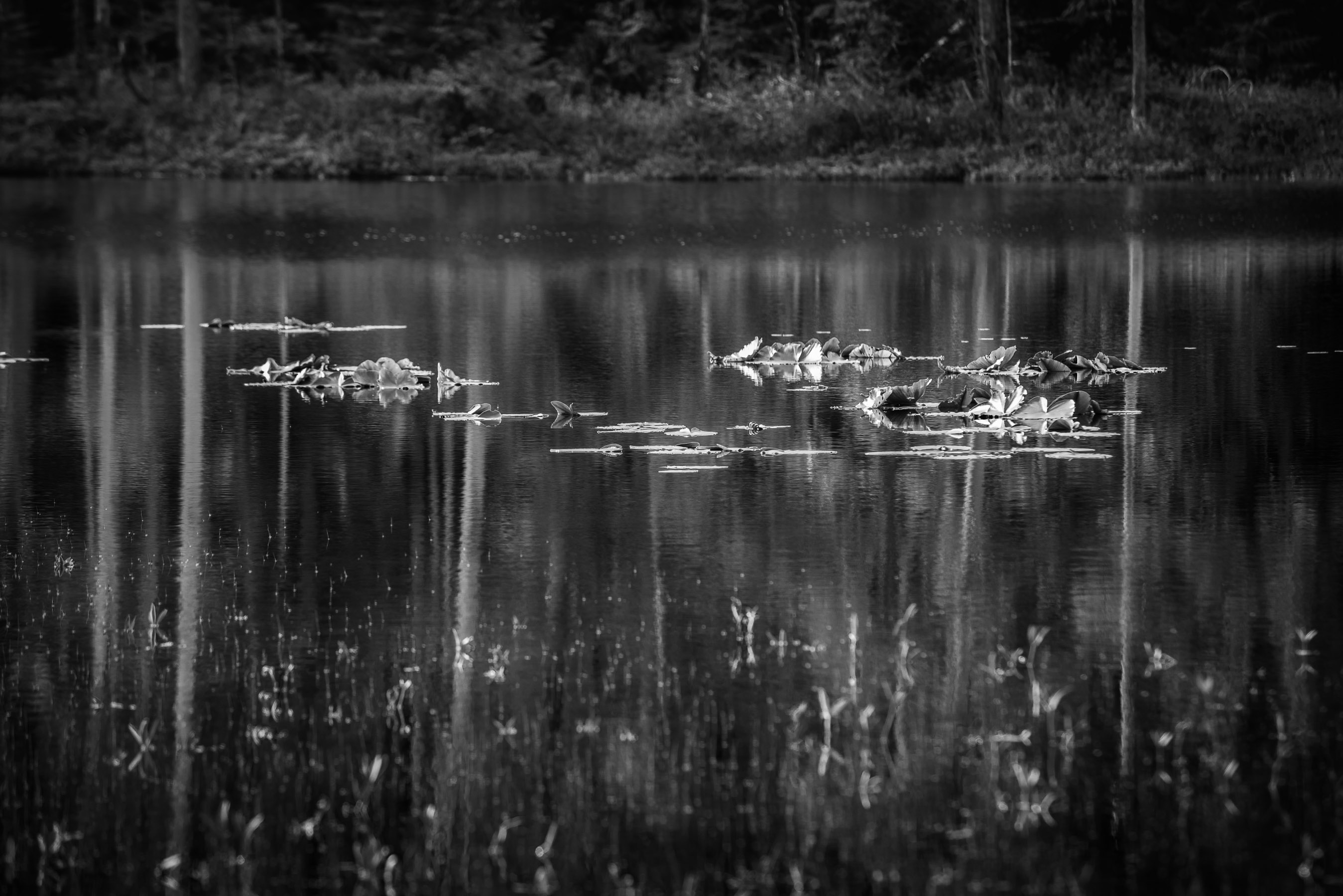 Lilly Pond - Vancouver Island