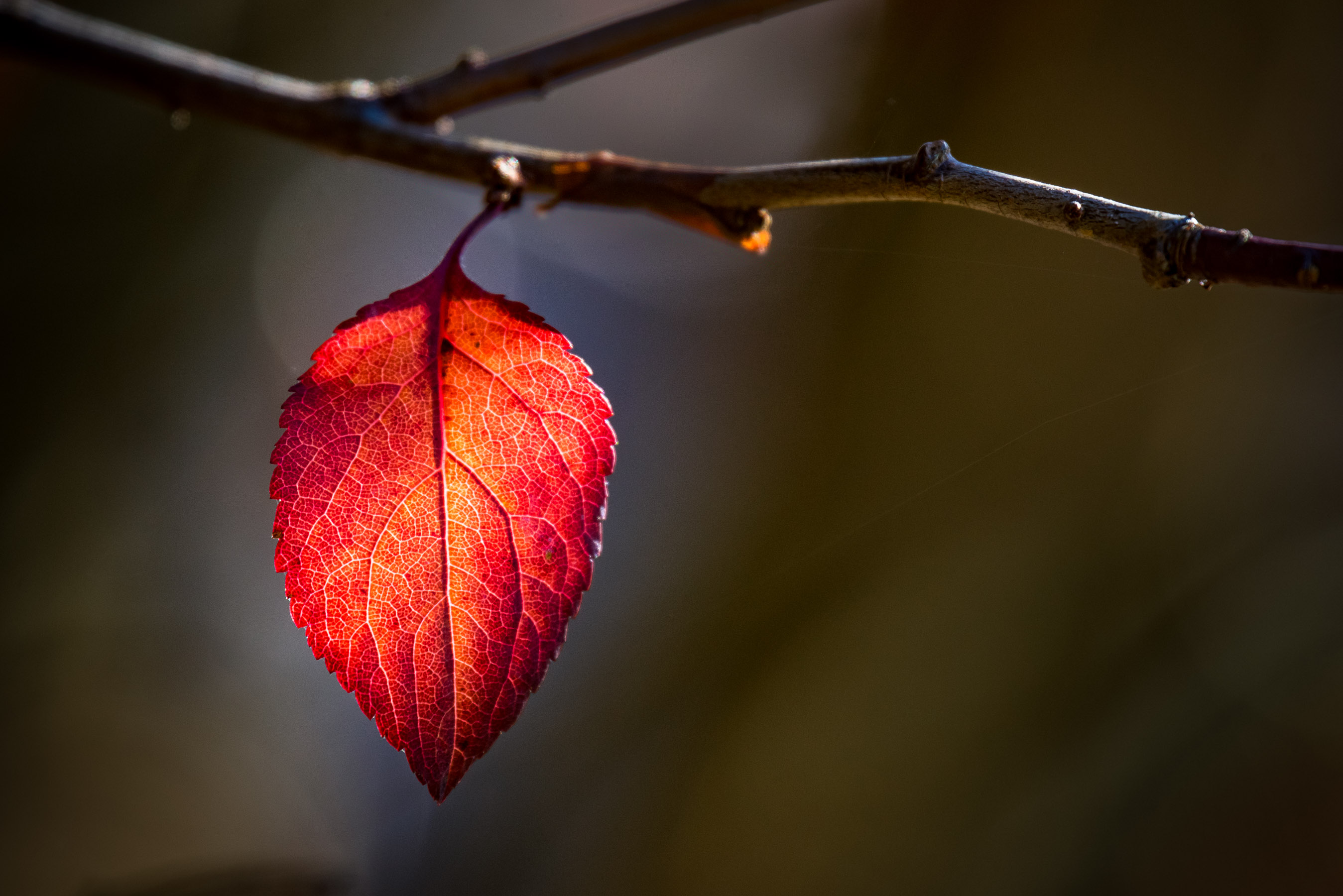 Leaf Alone - Vancouver Island